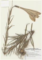 藏品(臺灣百合)的圖片